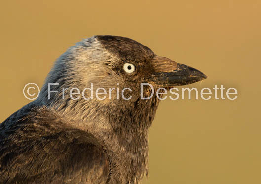 Jackdaw (Corvus monedula)-141