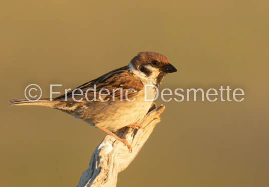 Tree sparrow (Passer montanis)-140