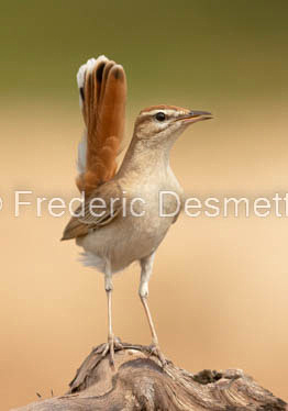 Rufous-tailed scrub robin (Cercotrichas galactotes)-213