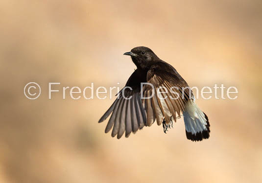 Black wheatear (Oenanthe leucura)-208