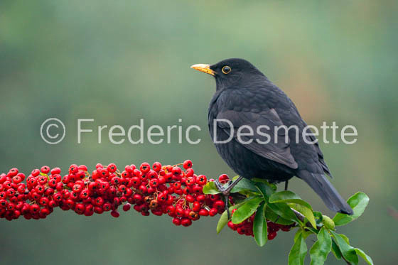 Blackbird (Turdus merula) -71