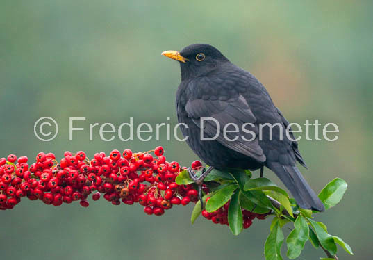 Blackbird (Turdus merula) -72
