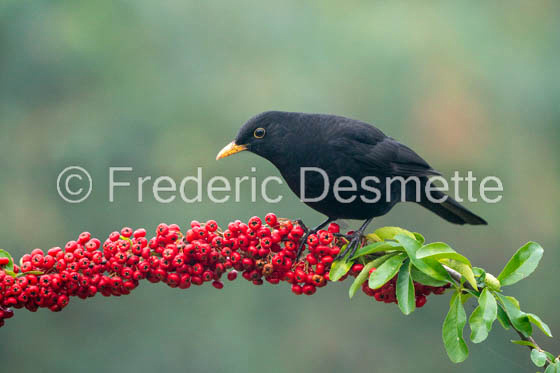 Blackbird (Turdus merula) -73