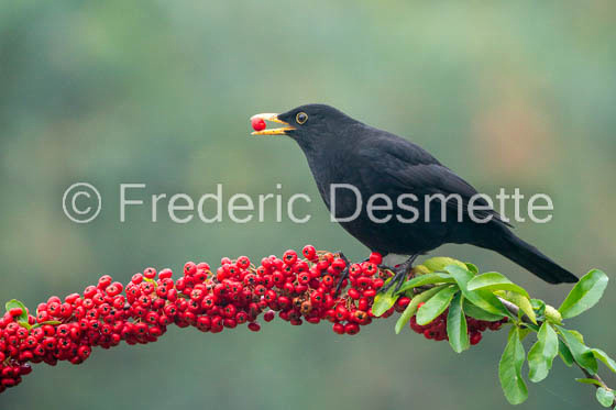Blackbird (Turdus merula) -74