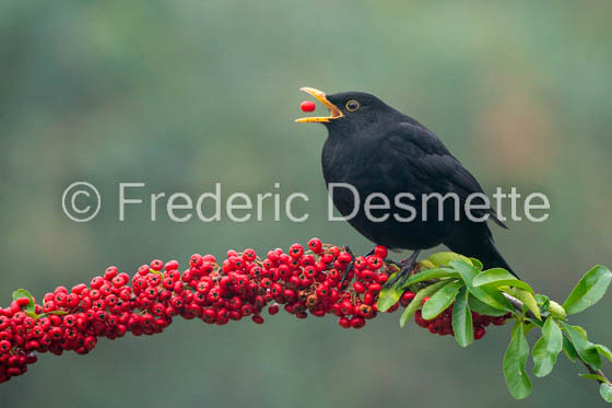 Blackbird (Turdus merula) -75