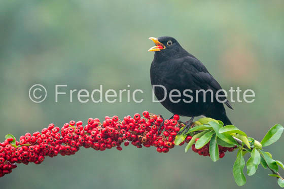 Blackbird (Turdus merula) -76