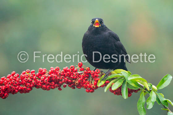Blackbird (Turdus merula) -77