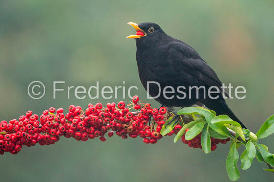 Blackbird (Turdus merula) -79