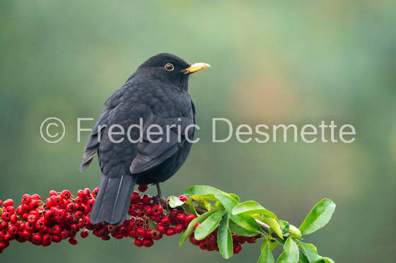 Blackbird (Turdus merula) -80