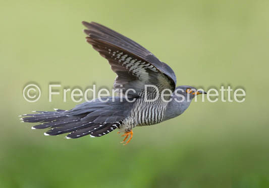 Cuckoo (Cuculus canorus)-500