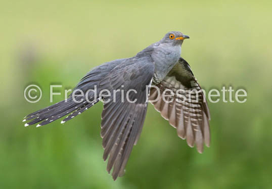 Cuckoo (Cuculus canorus)-505