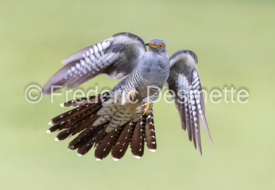 Cuckoo (Cuculus canorus)-509