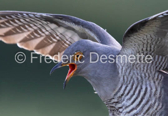 Cuckoo (Cuculus canorus)-559