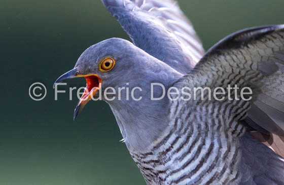 Cuckoo (Cuculus canorus)-561