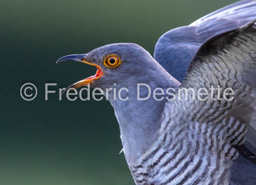 Cuckoo (Cuculus canorus)-563