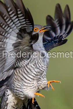Cuckoo (Cuculus canorus)-550