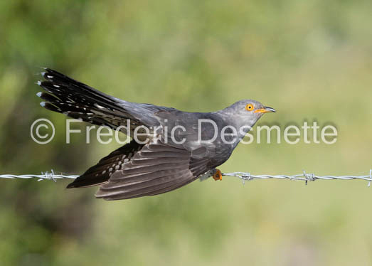 Cuckoo (Cuculus canorus)-557