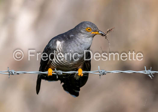 Cuckoo (Cuculus canorus)-529