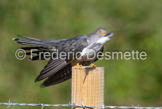 Cuckoo (Cuculus canorus)-531