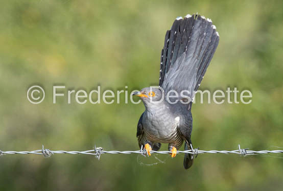 Cuckoo (Cuculus canorus)-532