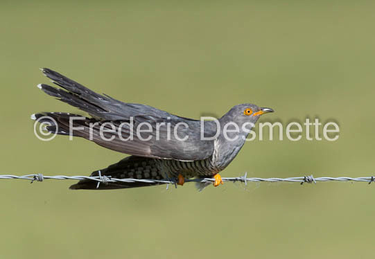 Cuckoo (Cuculus canorus)-533