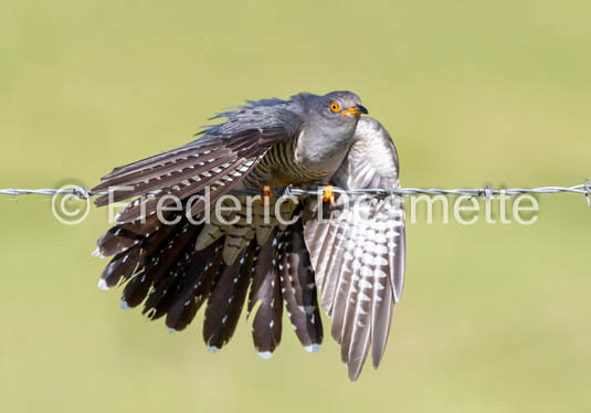 Cuckoo (Cuculus canorus)-534