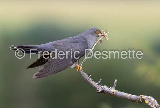 Cuckoo (Cuculus canorus)-522