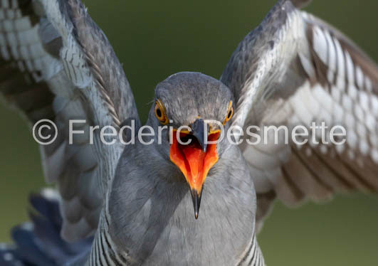 Cuckoo (Cuculus canorus)-564
