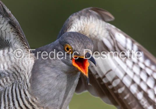 Cuckoo (Cuculus canorus)-567