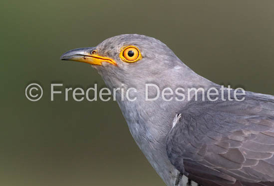 Cuckoo (Cuculus canorus)-555