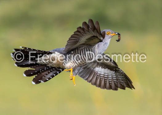 Cuckoo (Cuculus canorus)-535