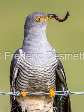 Cuckoo (Cuculus canorus)-551
