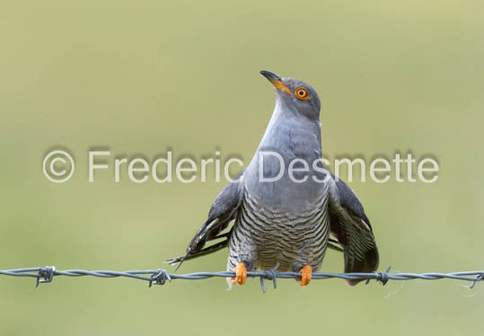 Cuckoo (Cuculus canorus)-569