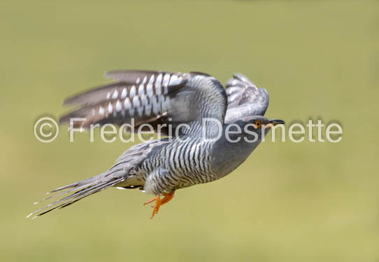 Cuckoo (Cuculus canorus)-572