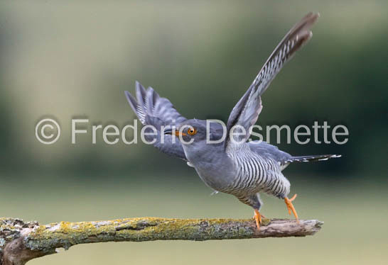 Cuckoo (Cuculus canorus)-574
