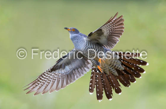 Cuckoo (Cuculus canorus)-585