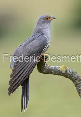 Cuckoo (Cuculus canorus)-590
