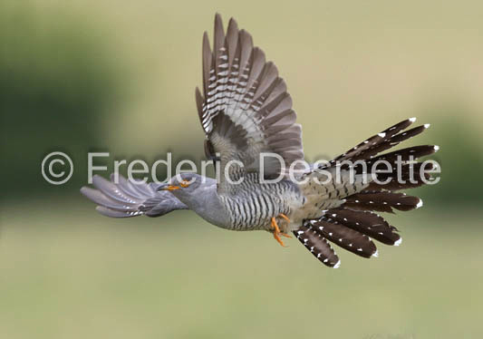 Cuckoo (Cuculus canorus)-591