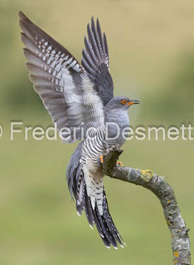Cuckoo (Cuculus canorus)-592