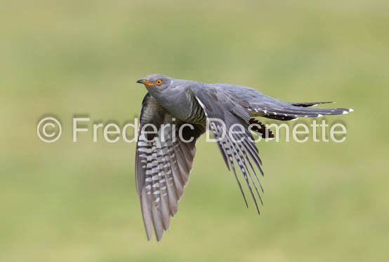 Cuckoo (Cuculus canorus)-594