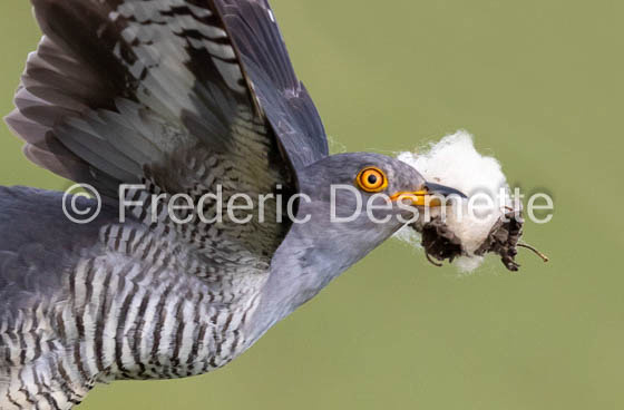 Cuckoo (Cuculus canorus)-599