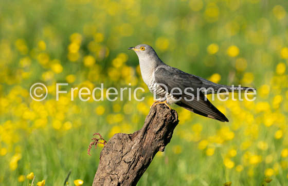 Cuckoo (Cuculus canorus)-689