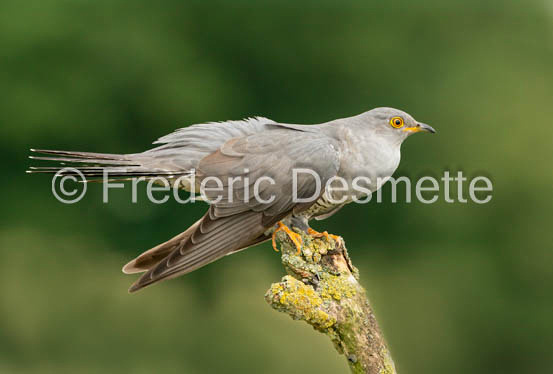 Cuckoo (Cuculus canorus)-636
