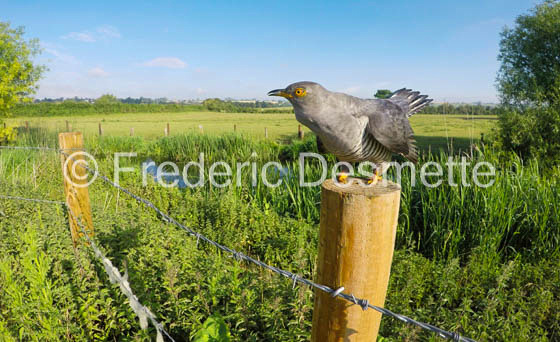Cuckoo (Cuculus canorus)-825