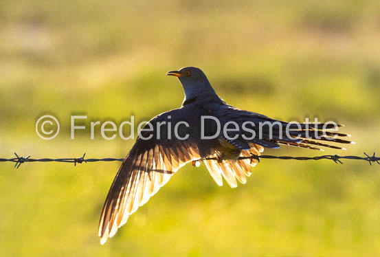Cuckoo (Cuculus canorus)-618