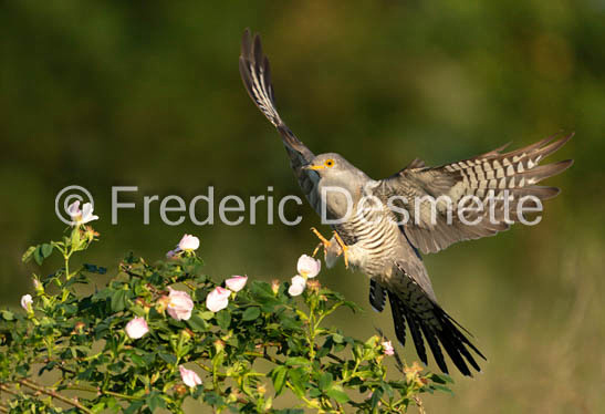 Cuckoo (Cuculus canorus)-713