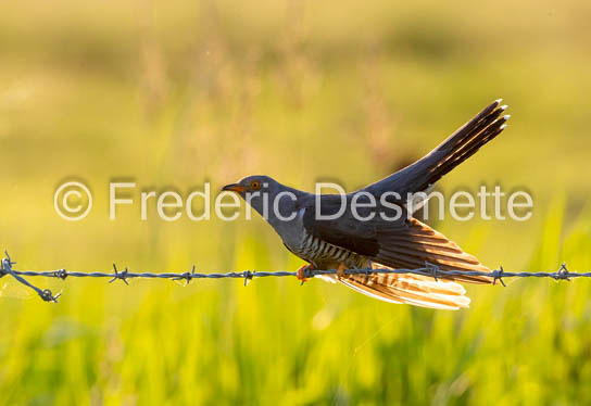 Cuckoo (Cuculus canorus)-637