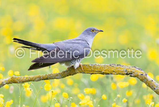 Cuckoo (Cuculus canorus)-663