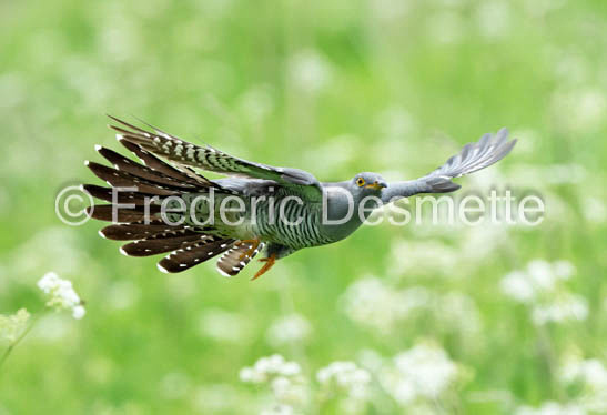 Cuckoo (Cuculus canorus)-759