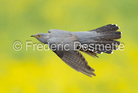 Cuckoo (Cuculus canorus)-790